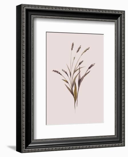 Wheat-Design Fabrikken-Framed Premium Giclee Print