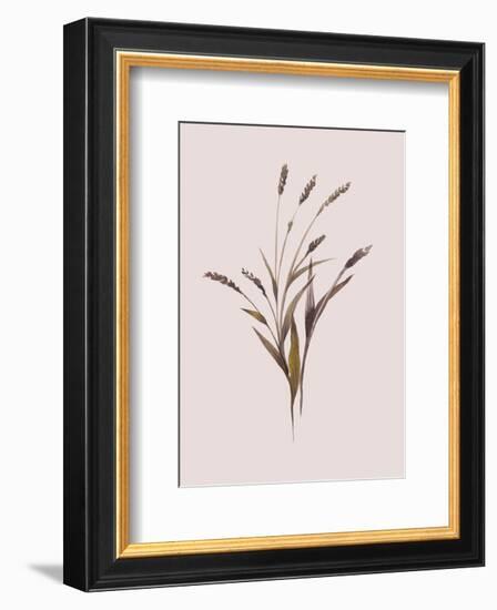 Wheat-Design Fabrikken-Framed Premium Giclee Print