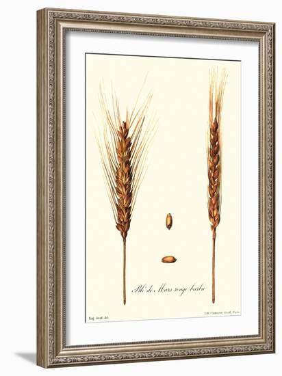 Wheat-Philippe-Victoire Leveque de Vilmorin-Framed Art Print