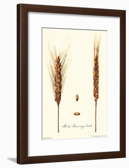 Wheat-Philippe-Victoire Leveque de Vilmorin-Framed Art Print