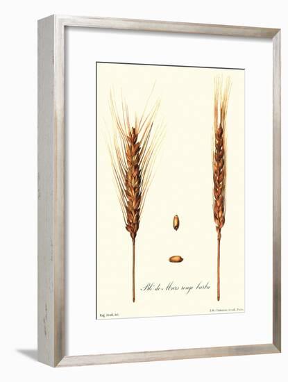 Wheat-Philippe-Victoire Leveque de Vilmorin-Framed Art Print