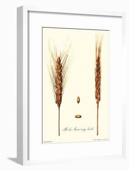 Wheat-Philippe-Victoire Leveque de Vilmorin-Framed Art Print