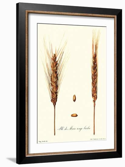 Wheat-Philippe-Victoire Leveque de Vilmorin-Framed Art Print