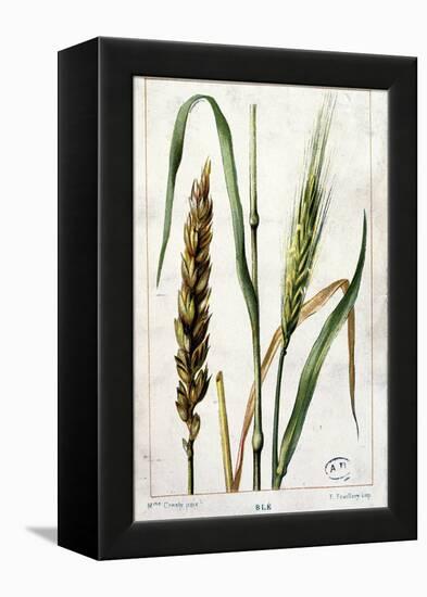 Wheat-Marguerite Buret-Framed Premier Image Canvas