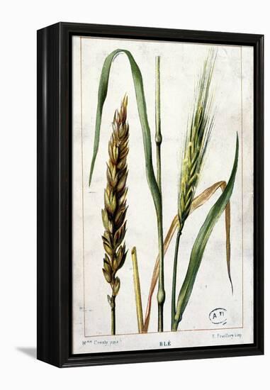 Wheat-Marguerite Buret-Framed Premier Image Canvas