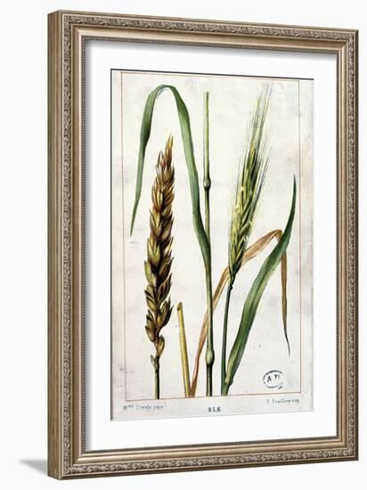 Wheat-Marguerite Buret-Framed Giclee Print