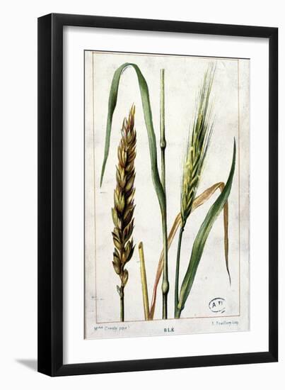 Wheat-Marguerite Buret-Framed Giclee Print