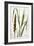 Wheat-Marguerite Buret-Framed Giclee Print