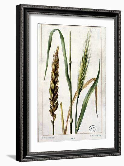 Wheat-Marguerite Buret-Framed Giclee Print