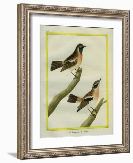 Wheatear and Whinchat-Georges-Louis Buffon-Framed Giclee Print