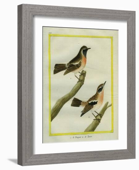 Wheatear and Whinchat-Georges-Louis Buffon-Framed Giclee Print