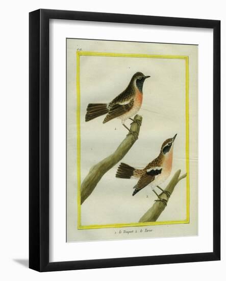 Wheatear and Whinchat-Georges-Louis Buffon-Framed Giclee Print