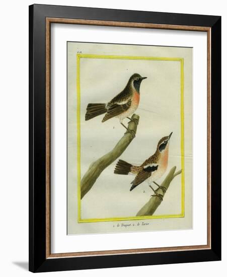 Wheatear and Whinchat-Georges-Louis Buffon-Framed Giclee Print