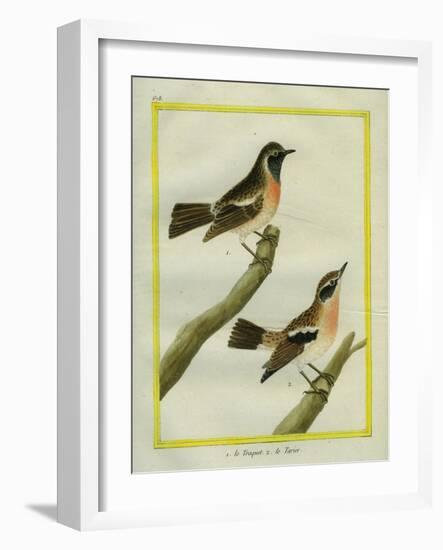 Wheatear and Whinchat-Georges-Louis Buffon-Framed Giclee Print