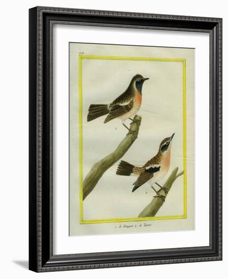 Wheatear and Whinchat-Georges-Louis Buffon-Framed Giclee Print