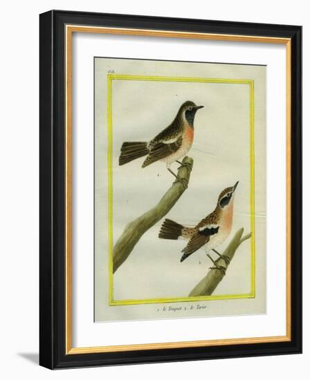 Wheatear and Whinchat-Georges-Louis Buffon-Framed Giclee Print