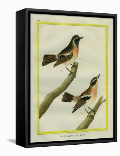 Wheatear and Whinchat-Georges-Louis Buffon-Framed Premier Image Canvas