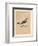 'Wheatear', (Oenanthe), c1850, (1856)-Unknown-Framed Giclee Print