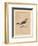 'Wheatear', (Oenanthe), c1850, (1856)-Unknown-Framed Giclee Print
