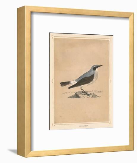 'Wheatear', (Oenanthe), c1850, (1856)-Unknown-Framed Giclee Print