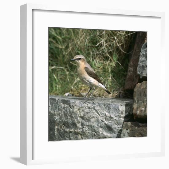 Wheatear-CM Dixon-Framed Photographic Print