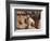 Wheaten Terrier standing in dry river-Zandria Muench Beraldo-Framed Photographic Print