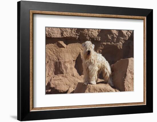 Wheaten Terrier standing in dry river-Zandria Muench Beraldo-Framed Photographic Print