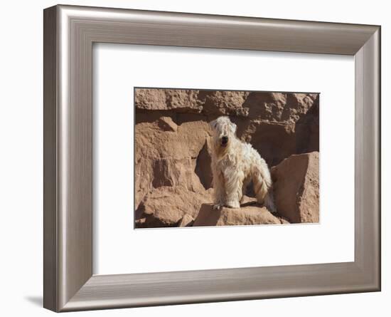 Wheaten Terrier standing in dry river-Zandria Muench Beraldo-Framed Photographic Print