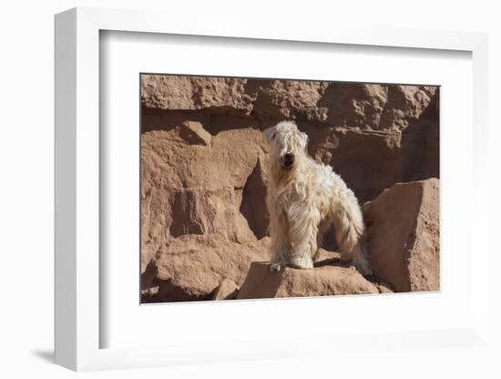 Wheaten Terrier standing in dry river-Zandria Muench Beraldo-Framed Photographic Print