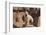 Wheaten Terrier standing in dry river-Zandria Muench Beraldo-Framed Photographic Print