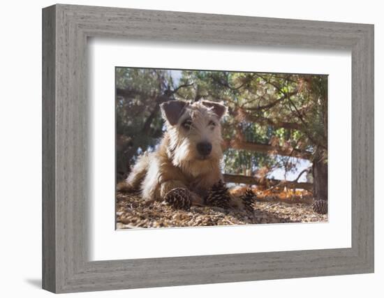 Wheaten Terrier with pine cones-Zandria Muench Beraldo-Framed Photographic Print