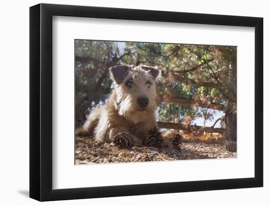 Wheaten Terrier with pine cones-Zandria Muench Beraldo-Framed Photographic Print