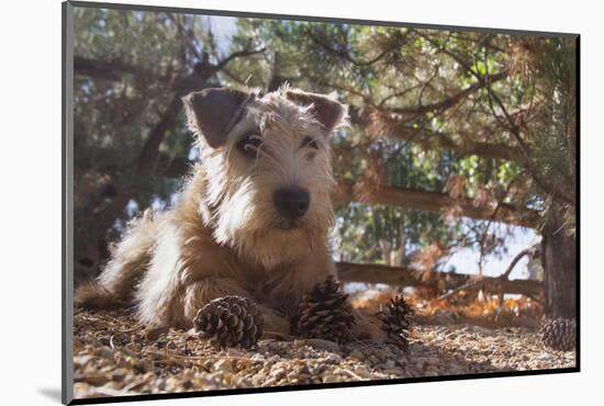 Wheaten Terrier with pine cones-Zandria Muench Beraldo-Mounted Photographic Print