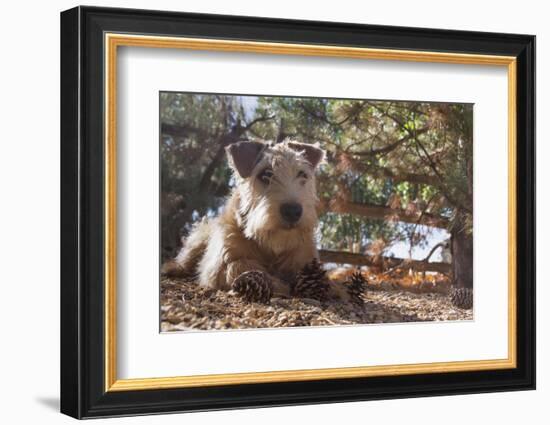 Wheaten Terrier with pine cones-Zandria Muench Beraldo-Framed Photographic Print