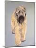 Wheaten Terrier-Sally Muir-Mounted Giclee Print