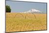 Wheatfield near Harvest Time in Summer, Mt. Jefferson behind, near Redmond, Eastern Oregon, USA-Stuart Westmorland-Mounted Photographic Print