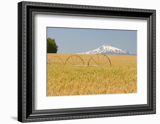 Wheatfield near Harvest Time in Summer, Mt. Jefferson behind, near Redmond, Eastern Oregon, USA-Stuart Westmorland-Framed Photographic Print