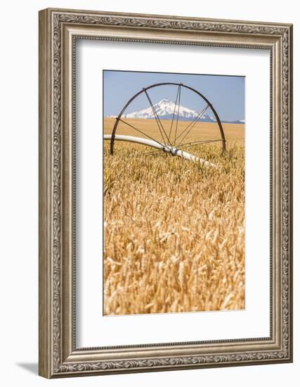 Wheatfield near harvest time in summer, Mt. Jefferson in the background, Eastern Oregon-Stuart Westmorland-Framed Photographic Print