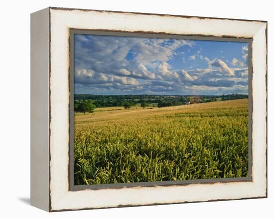 Wheatfield, Warwickshire, England, United Kingdom, Europe-David Hughes-Framed Premier Image Canvas