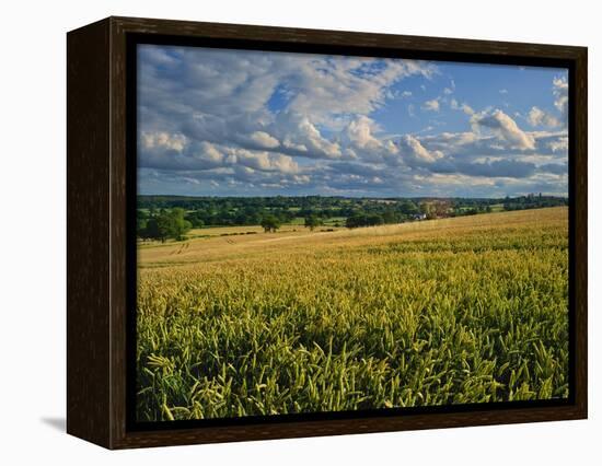 Wheatfield, Warwickshire, England, United Kingdom, Europe-David Hughes-Framed Premier Image Canvas