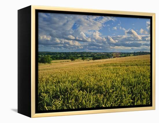 Wheatfield, Warwickshire, England, United Kingdom, Europe-David Hughes-Framed Premier Image Canvas