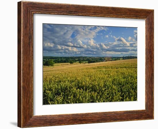 Wheatfield, Warwickshire, England, United Kingdom, Europe-David Hughes-Framed Photographic Print