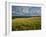 Wheatfield, Warwickshire, England, United Kingdom, Europe-David Hughes-Framed Photographic Print