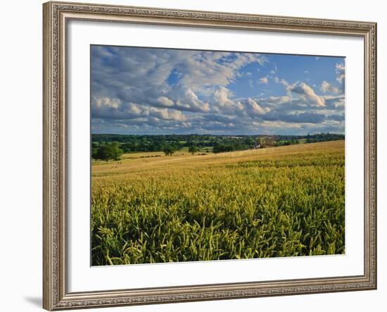 Wheatfield, Warwickshire, England, United Kingdom, Europe-David Hughes-Framed Photographic Print