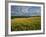 Wheatfield, Warwickshire, England, United Kingdom, Europe-David Hughes-Framed Photographic Print