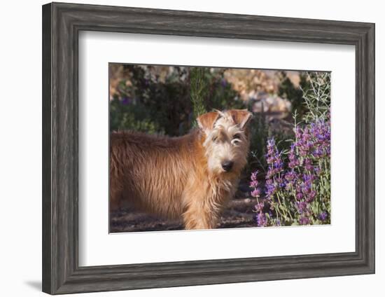 Wheaton terrier puppy standing by flowers-Zandria Muench Beraldo-Framed Photographic Print