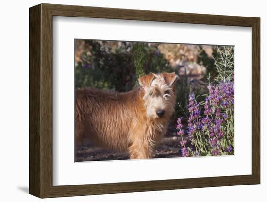 Wheaton terrier puppy standing by flowers-Zandria Muench Beraldo-Framed Photographic Print