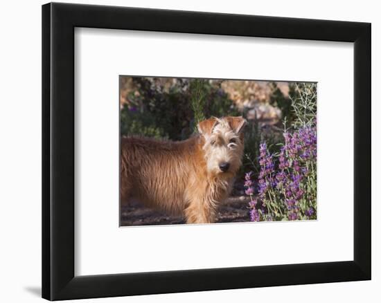 Wheaton terrier puppy standing by flowers-Zandria Muench Beraldo-Framed Photographic Print