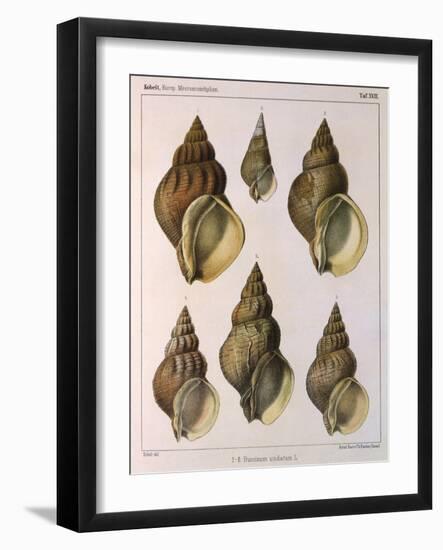 Whelk Shell-W Kobelt-Framed Giclee Print
