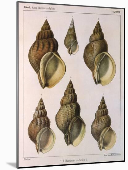 Whelk Shell-W Kobelt-Mounted Giclee Print